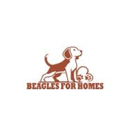 beaglesforhomes